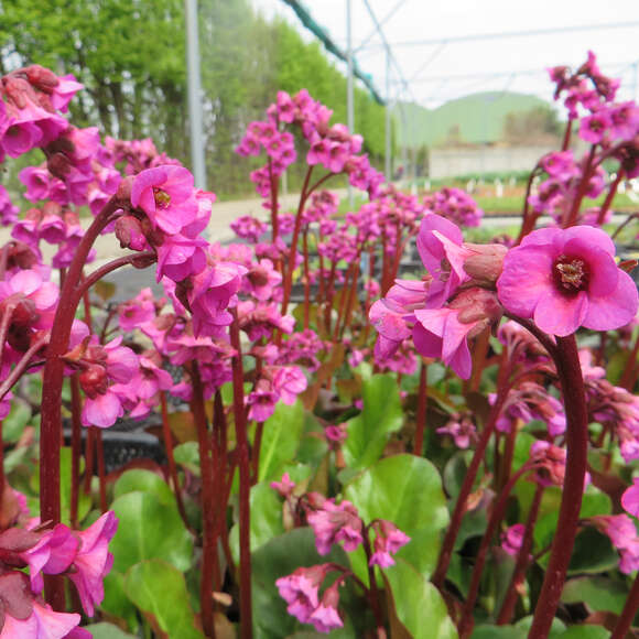 Bergenia 'Eroica': Bild 3/3 Bergenia 'Eroica': Bild 3/3