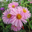 Aster n.a. 'Rosa Sieger': Bild 4/4