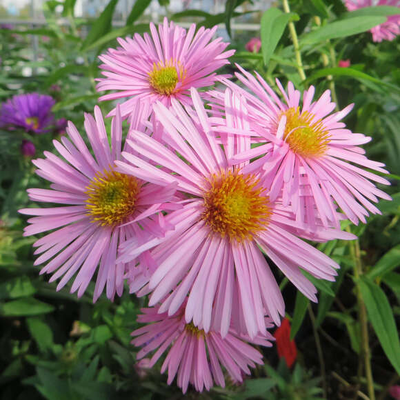 Aster n.a. 'Rosa Sieger': Bild 4/4 Aster n.a. 'Rosa Sieger': Bild 4/4