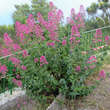 Centranthus ruber 'Coccineus': Bild 7/8