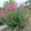 Centranthus ruber 'Coccineus': Bild 6/6