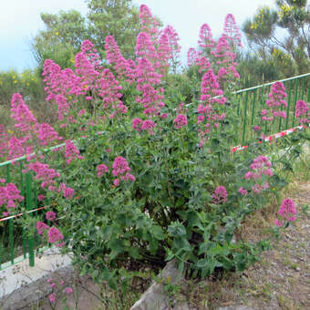 Centranthus ruber 'Coccineus': Bild 7/8