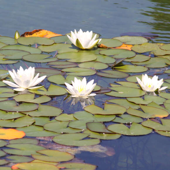 Nymphaea 'Virginalis': Bild 2/2 Nymphaea 'Virginalis': Bild 2/2