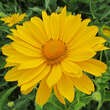 Heliopsis helianth. 'Lehnhof': Bild 1/4