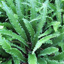 Asplenium scolopendrium 'Angustatum' - Hirschzungenfarn