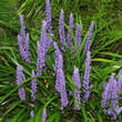 Liriope muscari: Bild 1/2