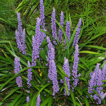 Liriope muscari