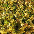 Heuchera 'Amber Waves': Bild 2/2