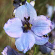 Delphinium cult. 'Morgentau': Bild 3/3