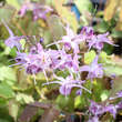 Epimedium grandiflorum 'Lilafee': Bild 2/5