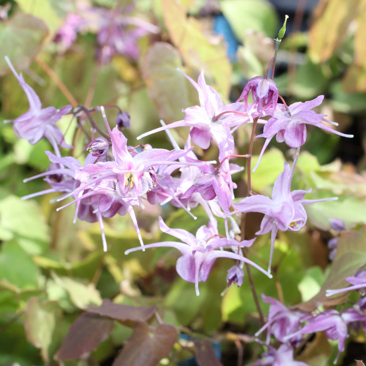 Elfenblume Epimedium grandiflorum 'Lilafee' lila