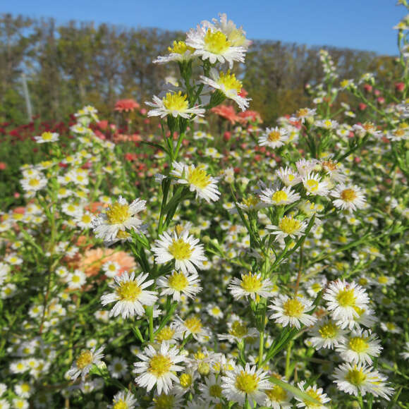 Aster ericoides 'Schneegitter': Bild 5/6 Aster ericoides 'Schneegitter': Bild 5/6