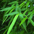 Phyllostachys viridiglaucescens: Bild 4/7