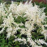 Astilbe arendsii 'Brautschleier' - Prachtspiere