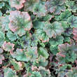 Tellima grandiflora 'Forest Frost': Bild 1/1