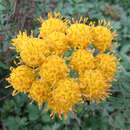 Aster linosyris - Goldhaar-Aster (Synonym Galatella)