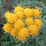 Aster linosyris - Goldhaar-Aster (Synonym Galatella)