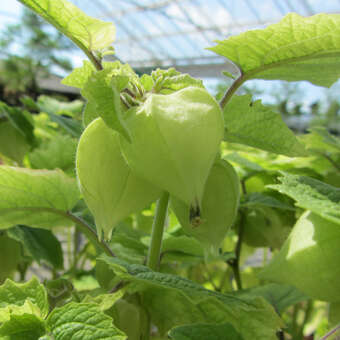 Physalis peruviana 'Goldvital'