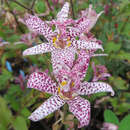 Tricyrtis formosana 'Dark Beauty' - Krötenlilie