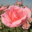 Rose 'The Queen Elizabeth Rose': Bild 1/4