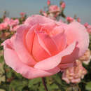 Rose 'The Queen Elizabeth Rose' - Moderne Edelrose