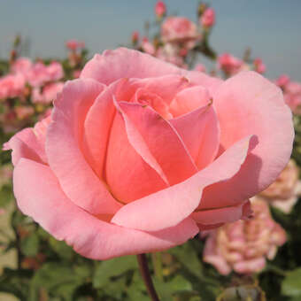Rose 'The Queen Elizabeth Rose'