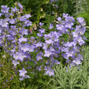 Campanula persicifolia 'Grandiflora Coerulea' - Wald-Glockenblume