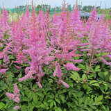 Astilbe arendsii 'Amethyst' - Prachtspiere