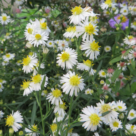 Aster ericoides 'Schneegitter': Bild 1/6 Aster ericoides 'Schneegitter': Bild 1/6