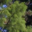 Taxodium distichum 'Nutans': Bild 1/3