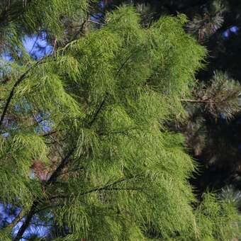 Taxodium distichum 'Nutans'
