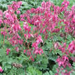 Dicentra formosa 'Luxuriant': Bild 1/5