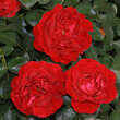 Rose 'Ulmer Münster': Bild 1/6
