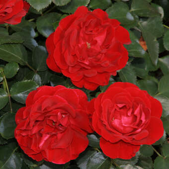 Rose 'Ulmer Münster'