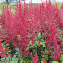 Astilbe japonica 'Montgomery' - Prachtspiere