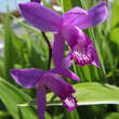 Bletilla striata: Bild 1/2