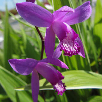 Bletilla striata