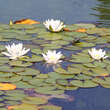 Nymphaea 'Virginalis': Bild 1/2