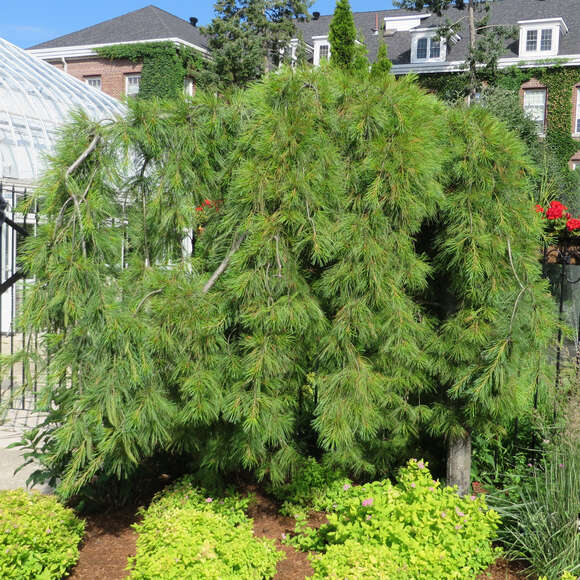 Pinus densiflora 'Pendula': Bild 4/4