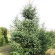Abies pinsapo: Bild 6/7