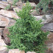 Cryptomeria japonica 'Bandai': Bild 2/3