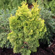 Chamaecyparis obtusa 'Nana Lutea': Bild 5/6