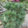 Pinus pumila 'Blue Mops': Bild 2/2