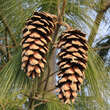 Pinus schwerinii: Bild 5/7
