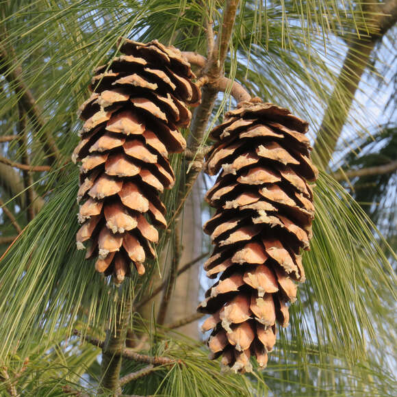 Pinus schwerinii: Bild 5/10 Pinus schwerinii: Bild 5/10