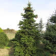 Picea polita: Bild 8/9