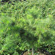 Larix kaempferi 'Little Boggle': Bild 3/3