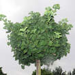 Ginkgo biloba 'Mariken': Bild 6/6