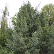 Picea likiangensis rubescens: Bild 2/2