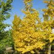 Ginkgo biloba 'Autumn Gold': Bild 3/4